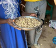 Sampling gnuts (ground nuts)
